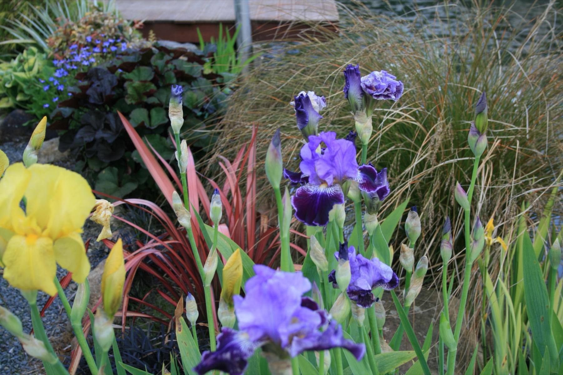 Bearded irises in a Dunedin spring garden