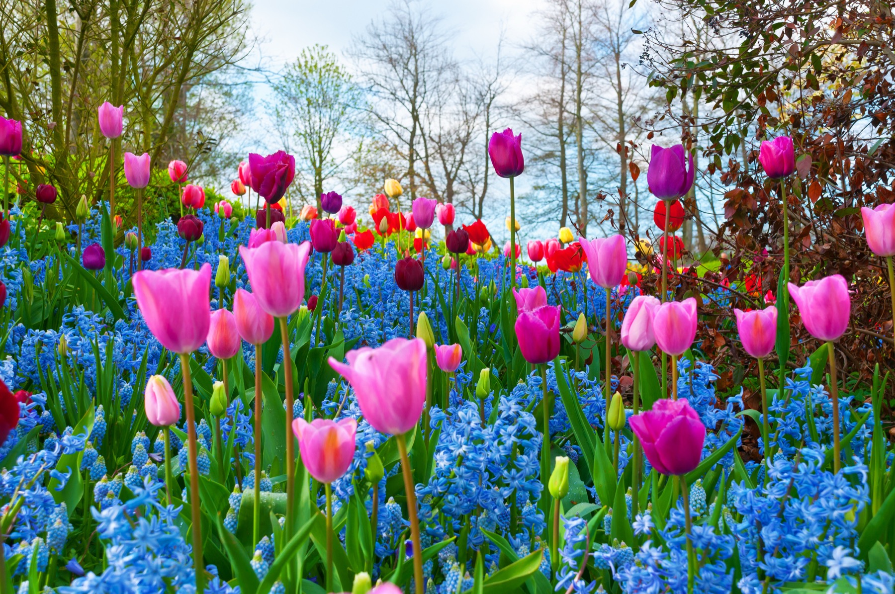 Pink tulips above a carpet of blue muscari
